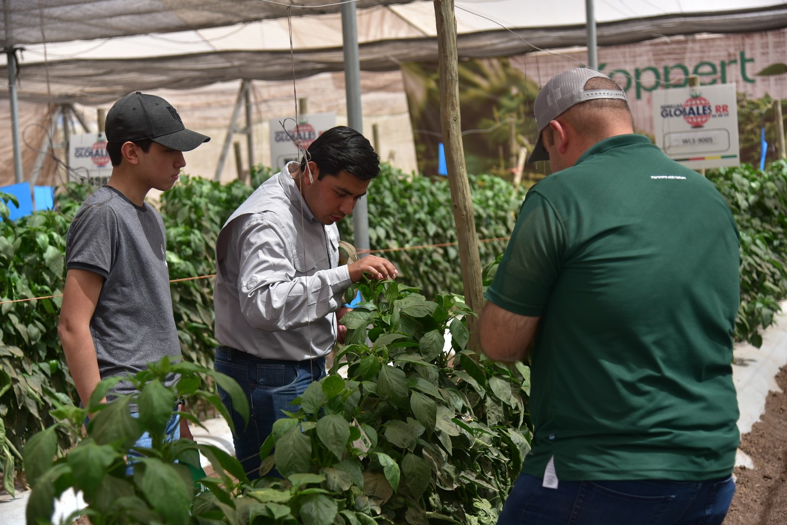 Campo demostrativo